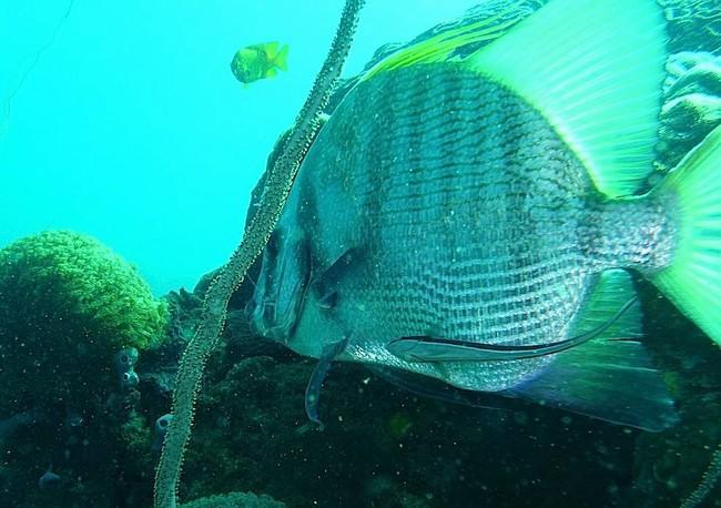 Poisson Madagascar