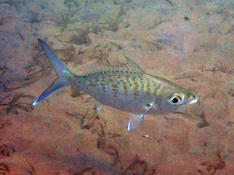 Poisson mahorais (20 000e message forum)