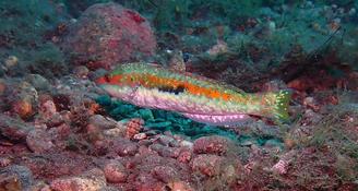 poisson malade ?