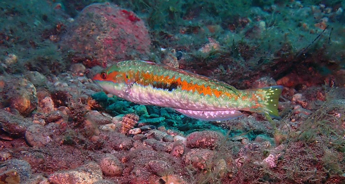 poisson malade ?