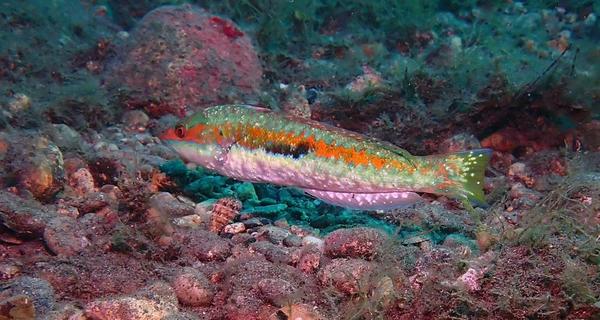 poisson malade ?