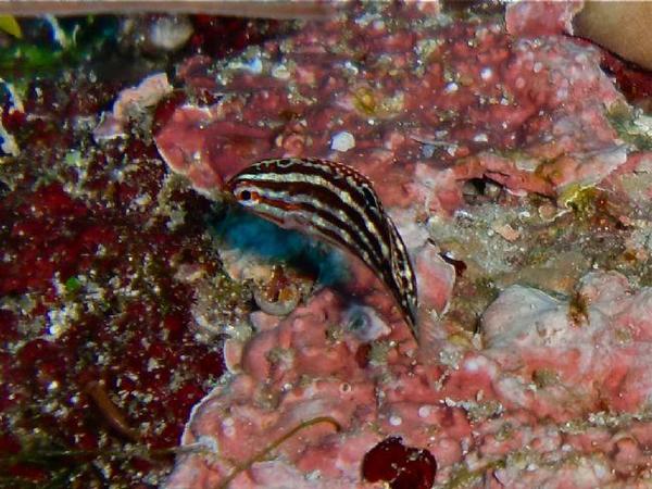 ? Poisson - Maldives