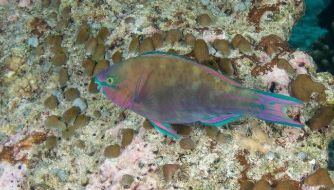 Poisson Maldives