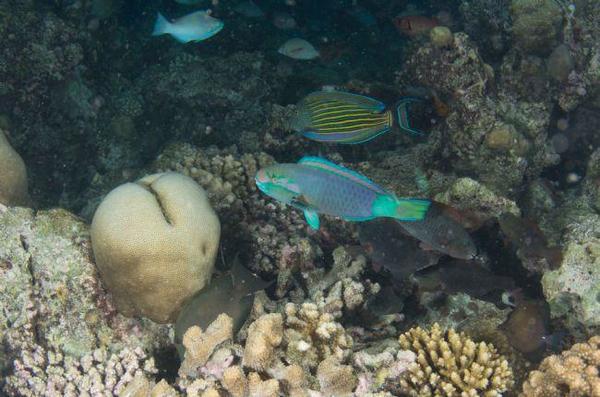 Poisson Maldives