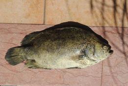 Poisson marocain