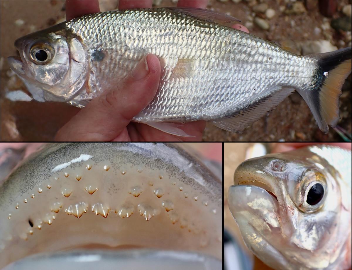 Poisson Maroni (Guyane)