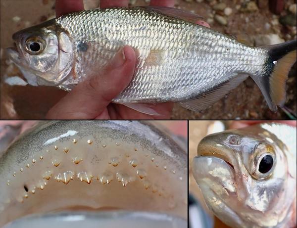 Poisson Maroni (Guyane)