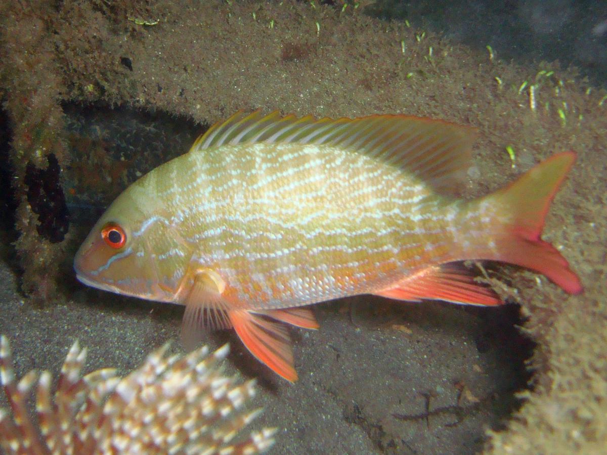 Poisson martiniquais