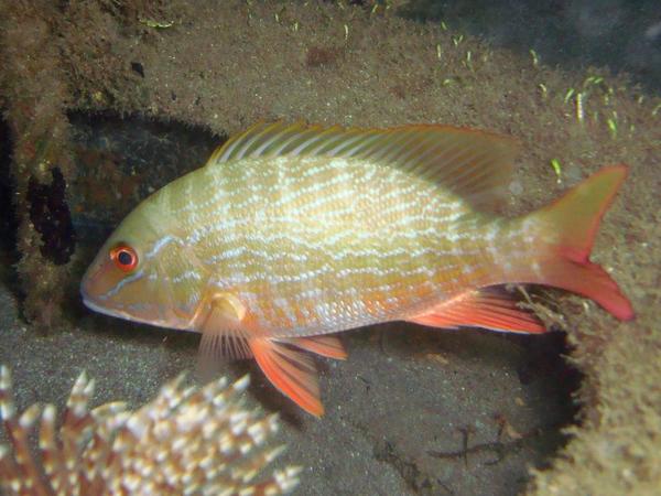 Poisson martiniquais