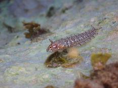 Poisson Méditerranée Inconnu 