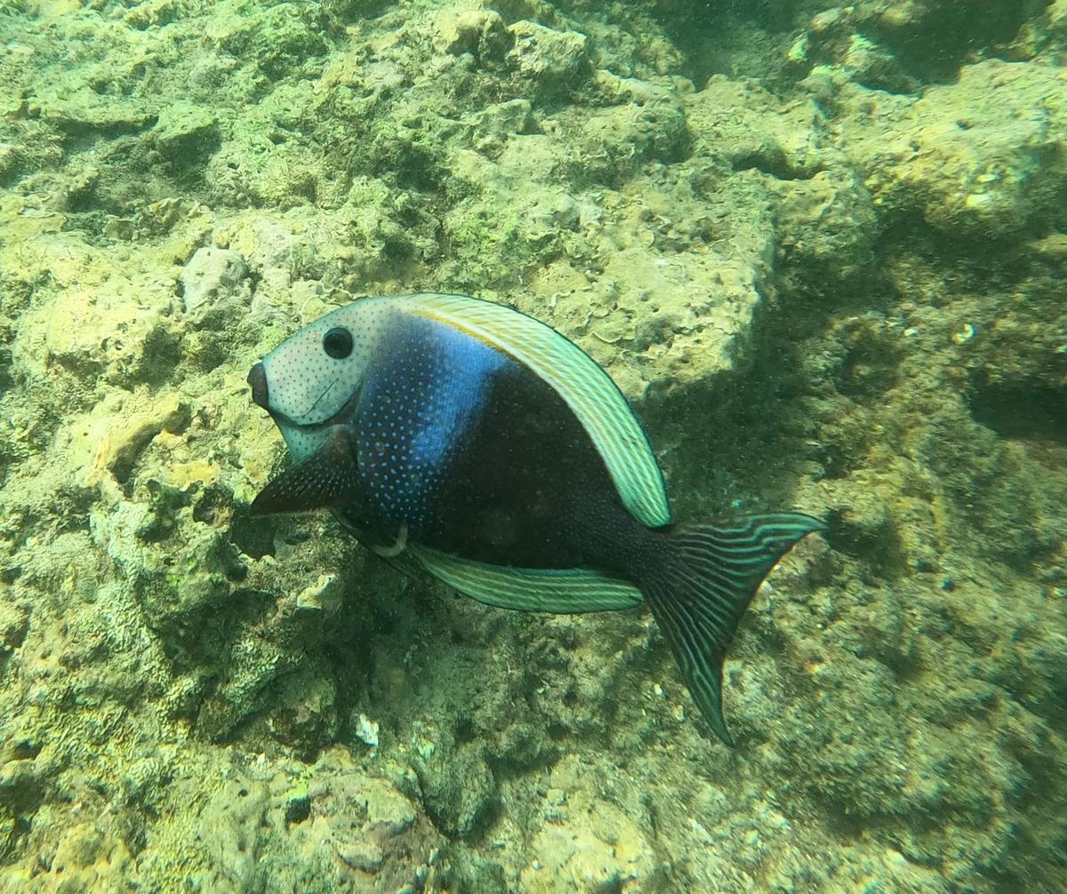 Poisson mystère, chirurgien ?