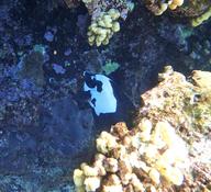 Poisson mystère : chirurgien de couleur panda ?