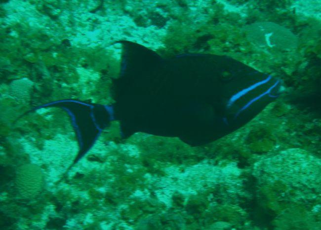 poisson noir moustaches bleues