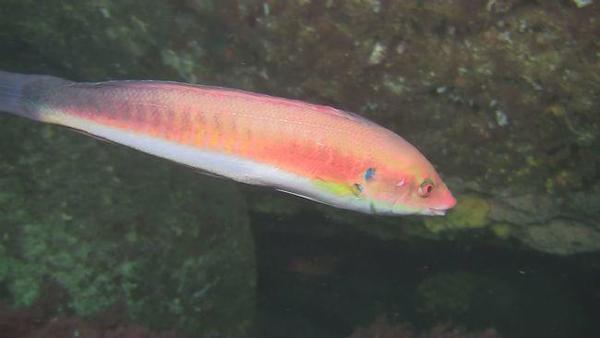 Poisson non identifié à Hendaye