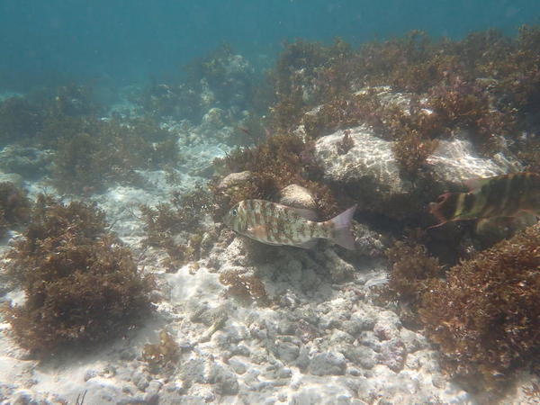 poisson non identifié des seychelles
