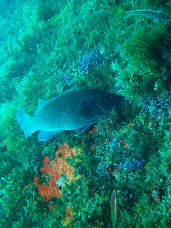 poisson non identifié