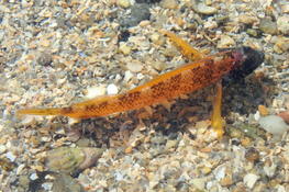 Poisson Orange à tête noire