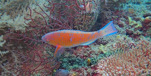 poisson orange et bleu (Madagascar)