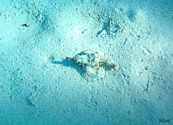 poisson osseux fond sableux Mayotte