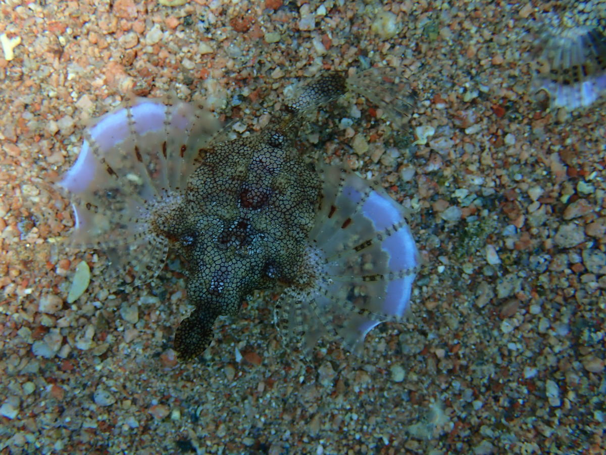 <p>Cela ressemble effectivement au poisson-dragon ou poisson-pégase. Je ne savais pas qu'on les trouvait si profond. Le "mien" était dans 2 m d'eau...