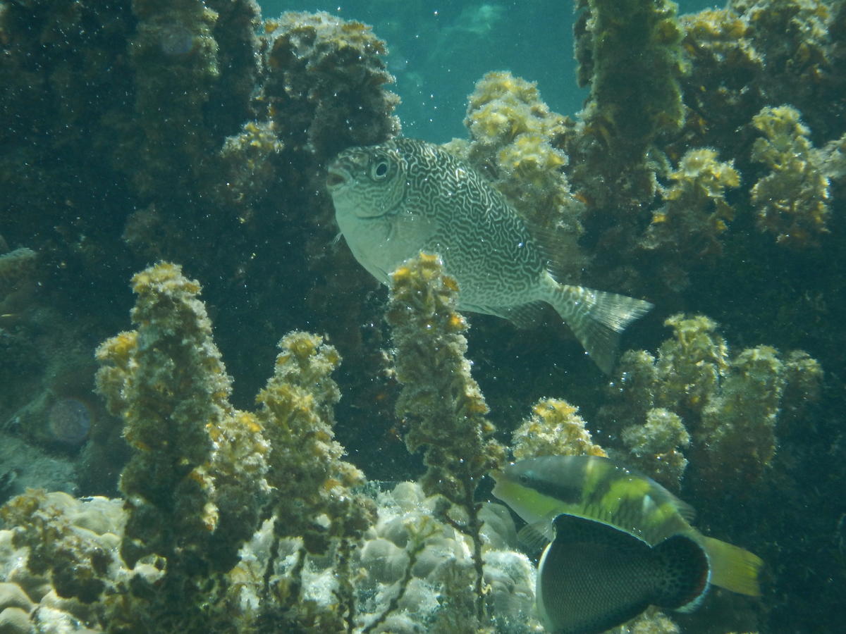 Poisson peau labyrinthe ?