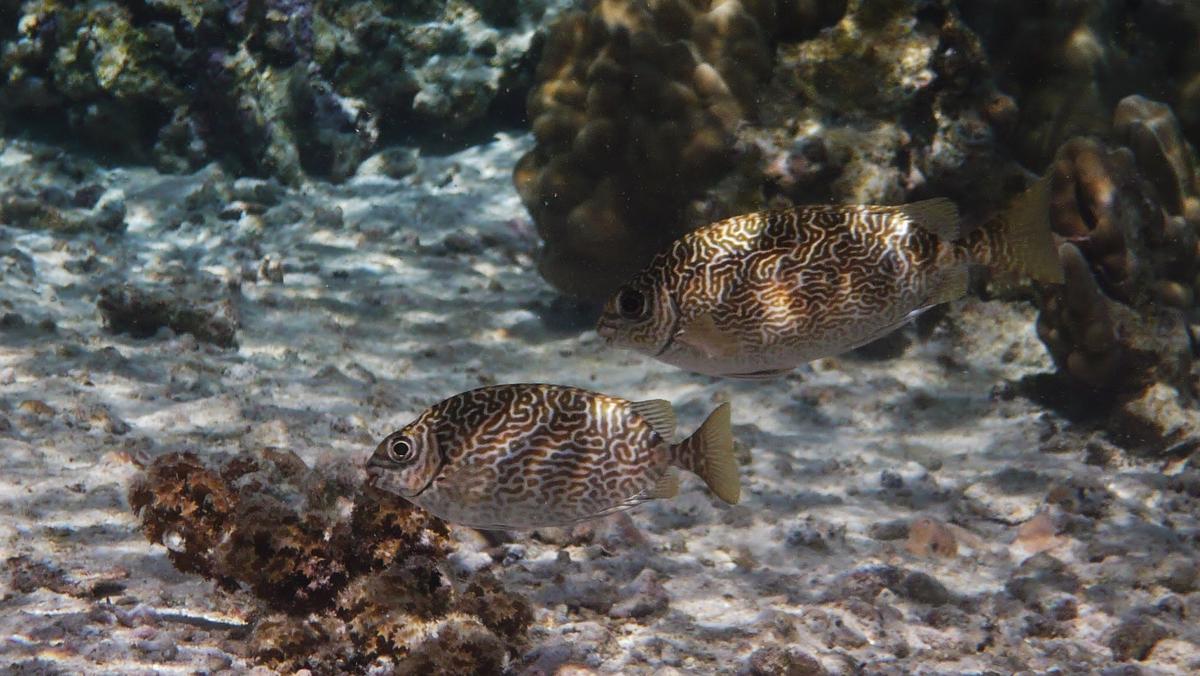 <p>Bonjour,</p><p>je pense à plutôt au <a href="http://fishbase.org/summary/4457">poisson-lapin épineux (Siganus spinus)</a> qu'à <a href="http://f...