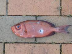 poisson pecher nouvelle caledonie