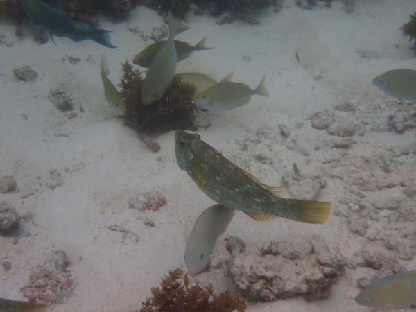 poisson perroquet