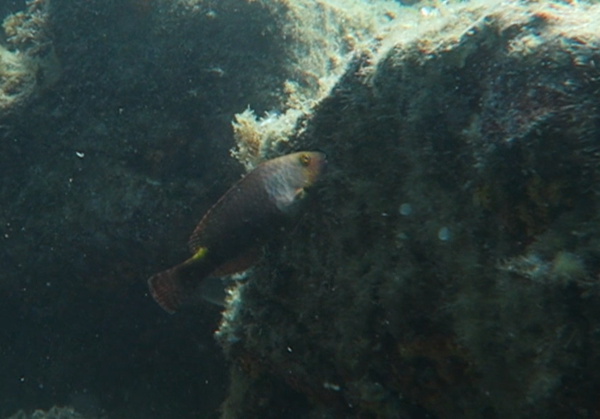 poisson perroquet _var ?
