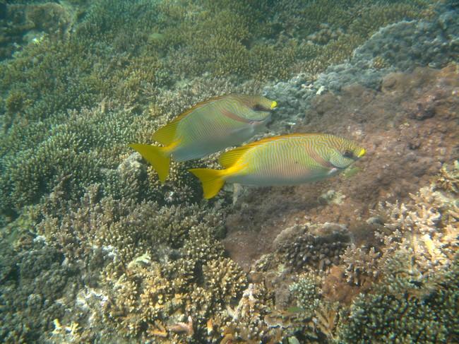 poisson perroquet juvénil ?