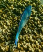 Poisson Perroquet Océan Indien