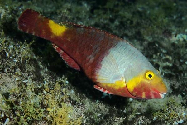 Poisson perroquet var/porquerolles 