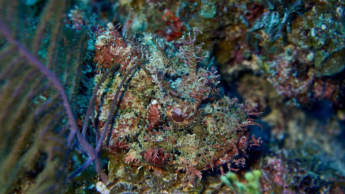 Poisson PIERRE Ou scorpion ?