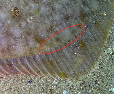 <p>Le meilleur critère c'est la présence de tubercules à les base des nageoires dorsales et anales chez le flet (voir photo).</p>