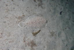 Poisson plat Bretagne : Arnoglosse sp ?