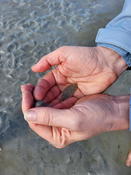 Poisson, plat  (Manche)
