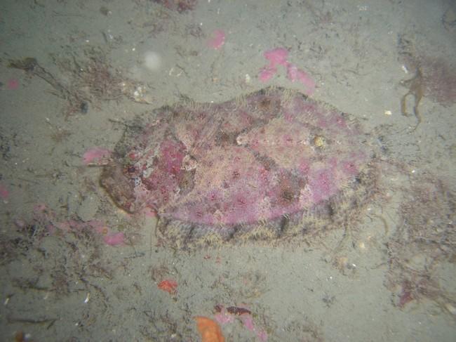 Poisson plat méditerranée