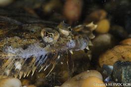 Poisson plat