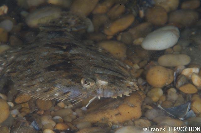 You are right, it could be <em>Arnoglossus thori.<br /></em>Another picture where you can see the full fish.<br /><br />Franck