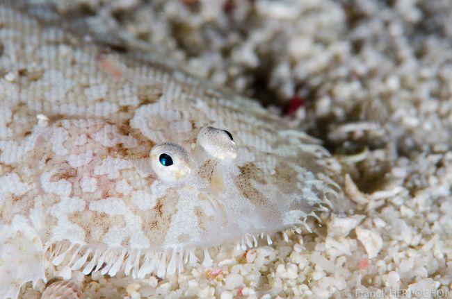 Poisson plat