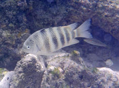 POISSON POLYNESIE