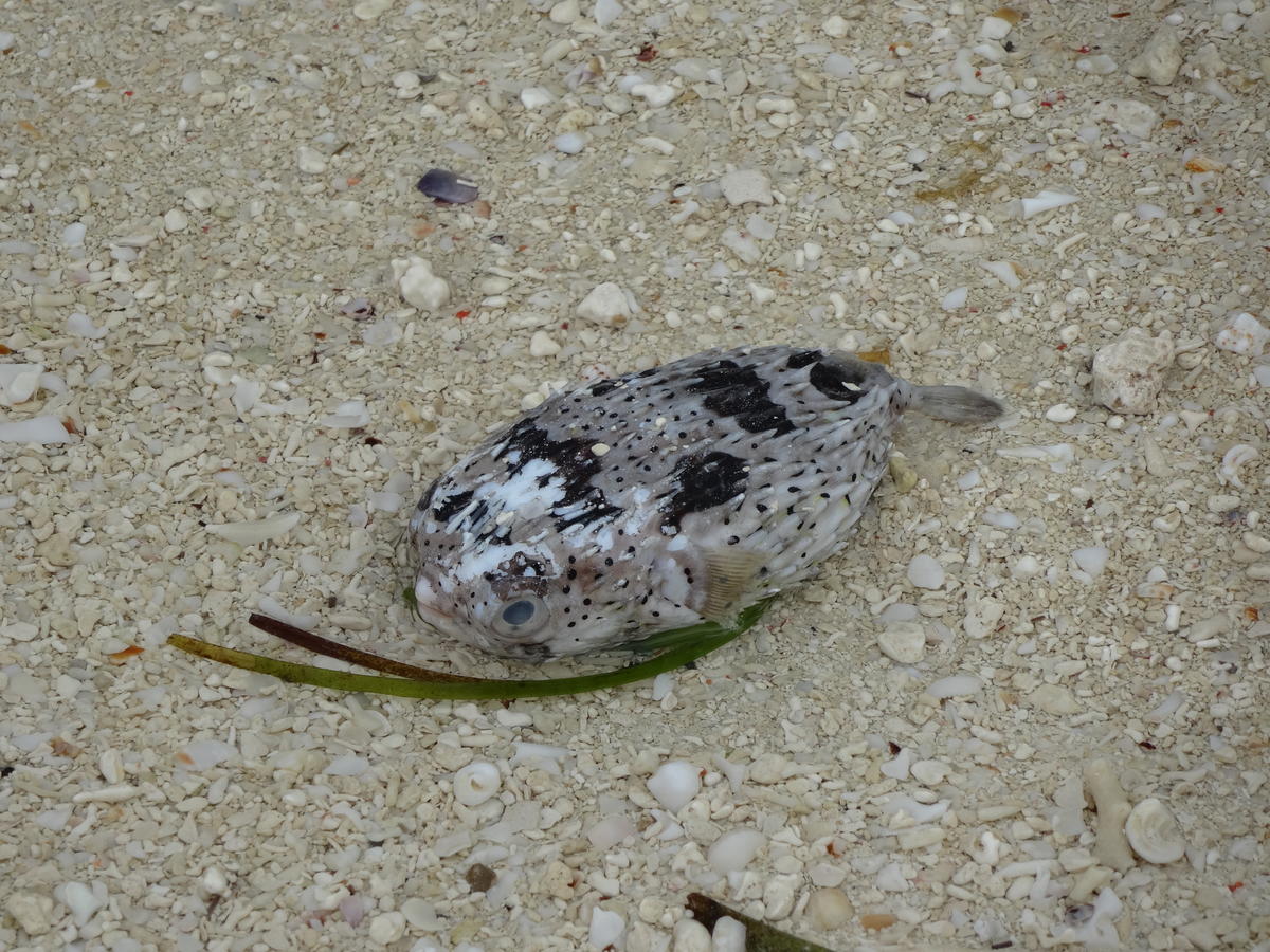 Poisson porc-épic Zanzibar