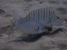 Poisson qui accompagne le marbré