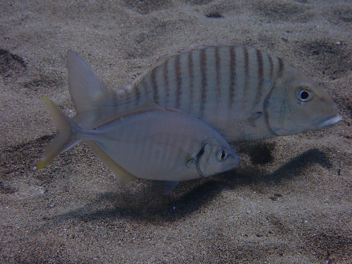 Poisson qui accompagne le marbré
