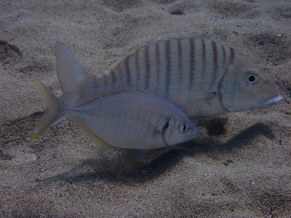 Poisson qui accompagne le marbré