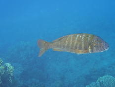 poisson rayonnant sur 10 m