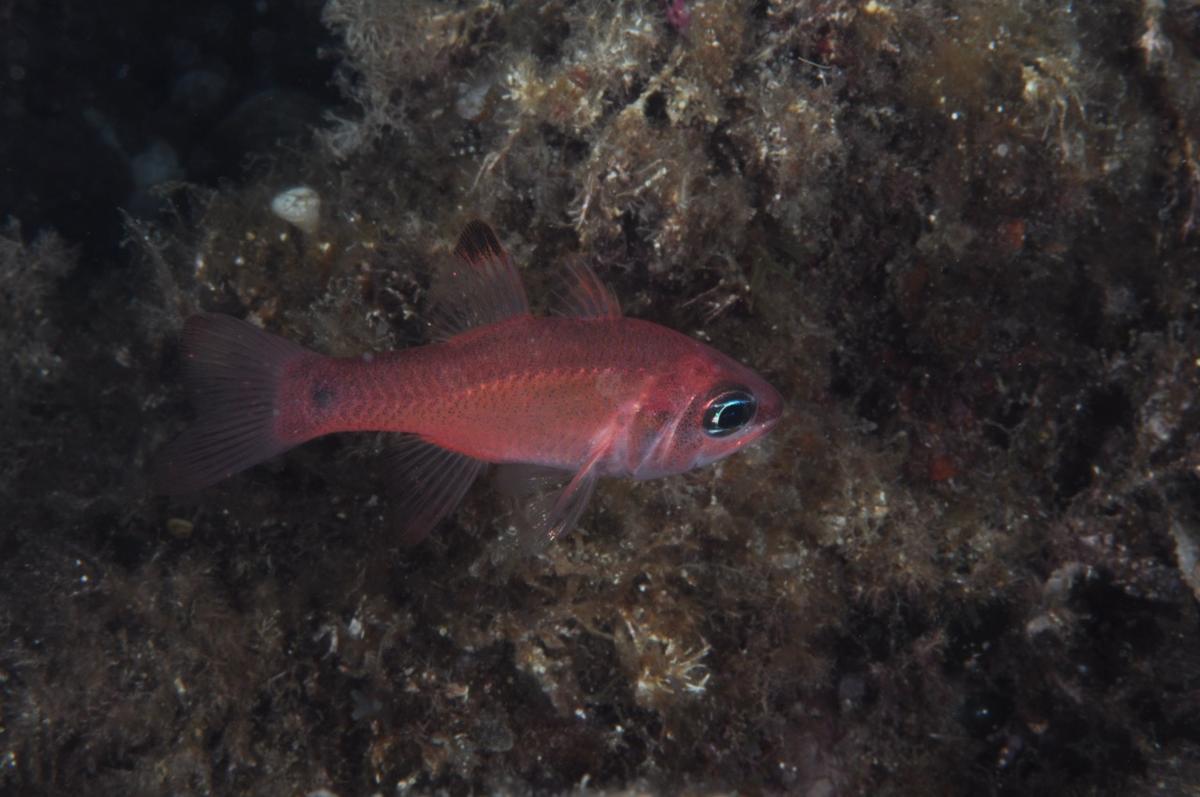 <p>Bonjour Maguelone</p><p>Pour moi c'est bien un apogon en pyjama, cet aspect se voit la nuit, Cf ma photo jointe ici.<br>Pour ce qui est des trai...