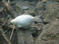 Poisson rouge Carassius carassius