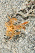 Poisson scorpion?