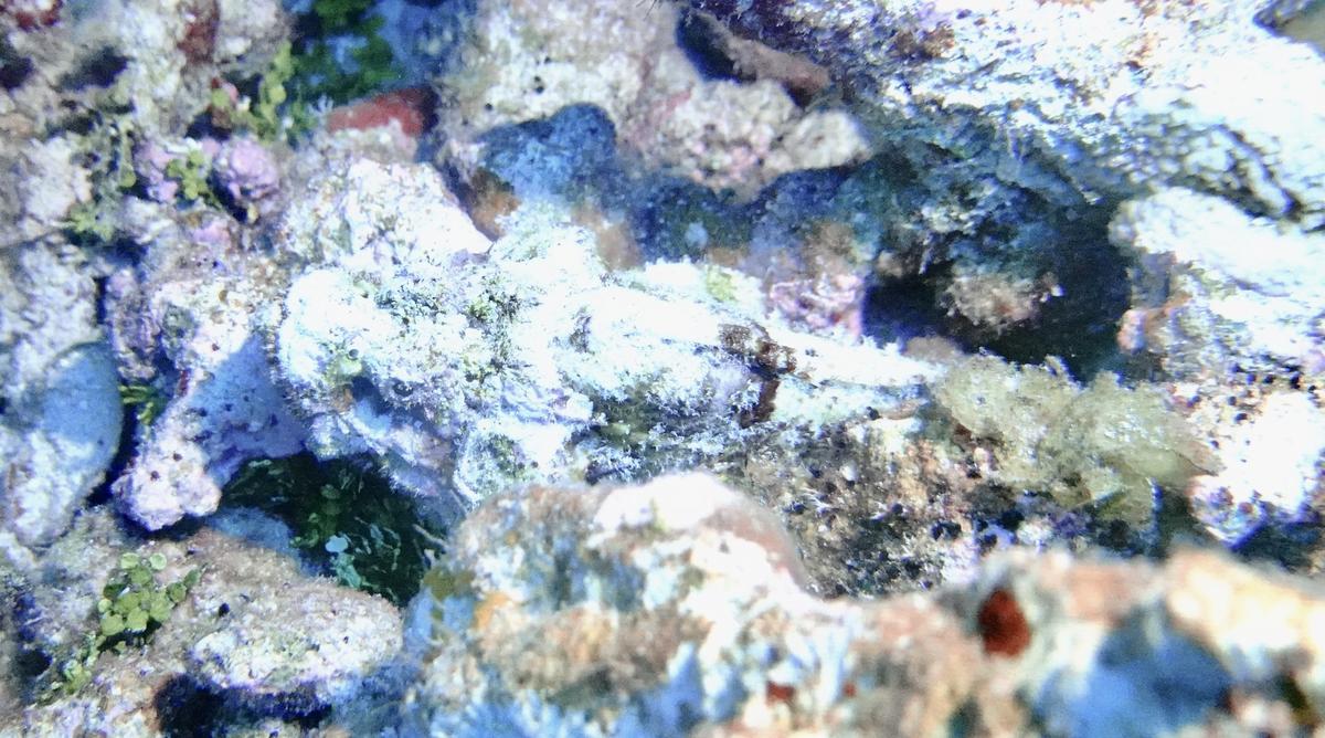 Poisson Scorpion